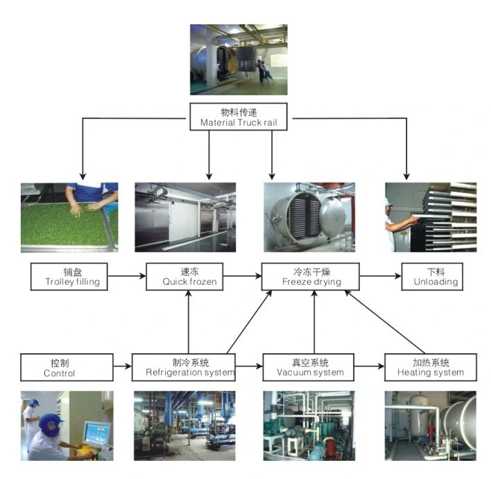 Fruit and Vegetable Lyophilizer/Freeze Dryer Equipment Freeze Drying Machine